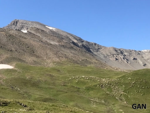 Le troupeau de moutons sous le Mourre Froid