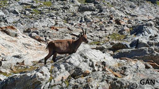 Chamois peu farouche