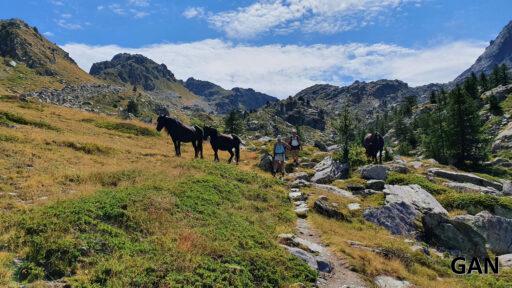 Troupeau de chevaux sauvages